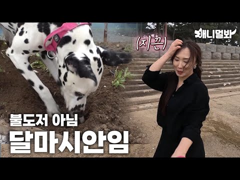 101마리 아니고 두마린데요, 사고는 101마리 달마시안 급ㅋㅣNot 101 But 2, Makes Troubles For 101 Dalmatians LOL