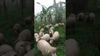 preview picture of video 'ovejas  en Ecuador'