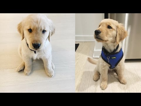 Meet our Golden Retriever puppy, Kobe + tricks he learned at 9 weeks!!