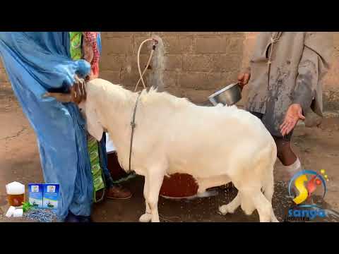 Le Fou Woroli et son fils Khassa qui lave mouton de Sidibe