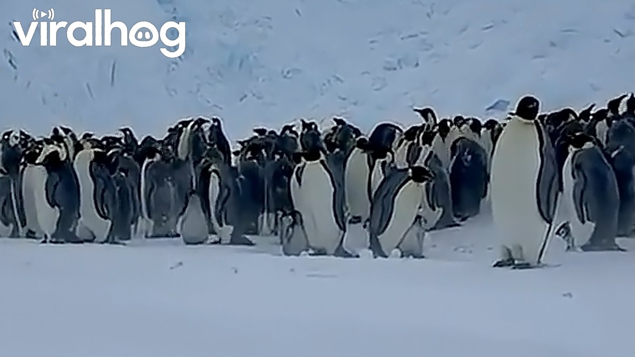 Polar Explorer Returns Baby Penguin to Parents || ViralHog