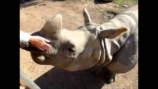 Rhino Eating Apples (San Diego Zoo Safari Park)