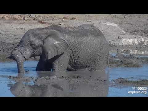 An elephant enjoys a nice mud bath!  EXPLORE.org  August 05, 2022