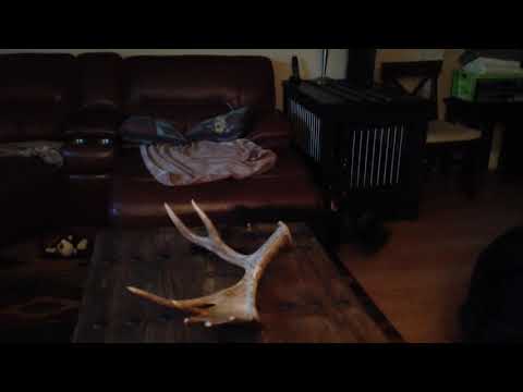 Eivin pupsitting. He had his paws full