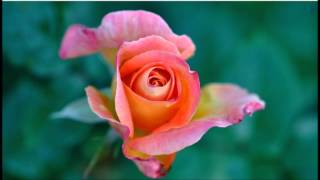 Engelbert Humperdinck  -  I Never Said Goodbye