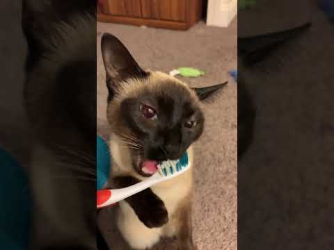 Siamese cat Willow brushing her teeth!