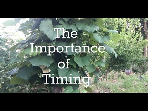 The Importance of Timing
