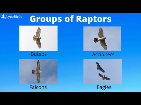ブテオ vs アシピター vs... : ホークウォッチング用のタカと猛禽類の主要なグループを識別する方法