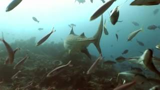 The Tiger Shark Will Put Anything In It's Mouth