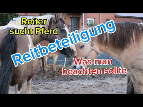 Reitbeteiligung - Reiter sucht Pferd