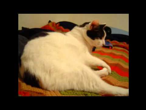 The Kitty Cat Dance (Original)