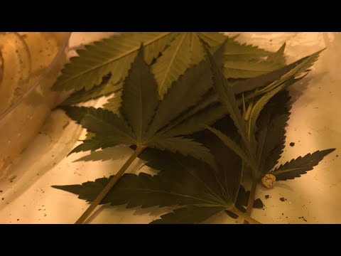 download lagu mp3 mp4 Tree Yellow Flowers No Leaves, download lagu Tree Yellow Flowers No Leaves gratis, unduh video klip Tree Yellow Flowers No Leaves