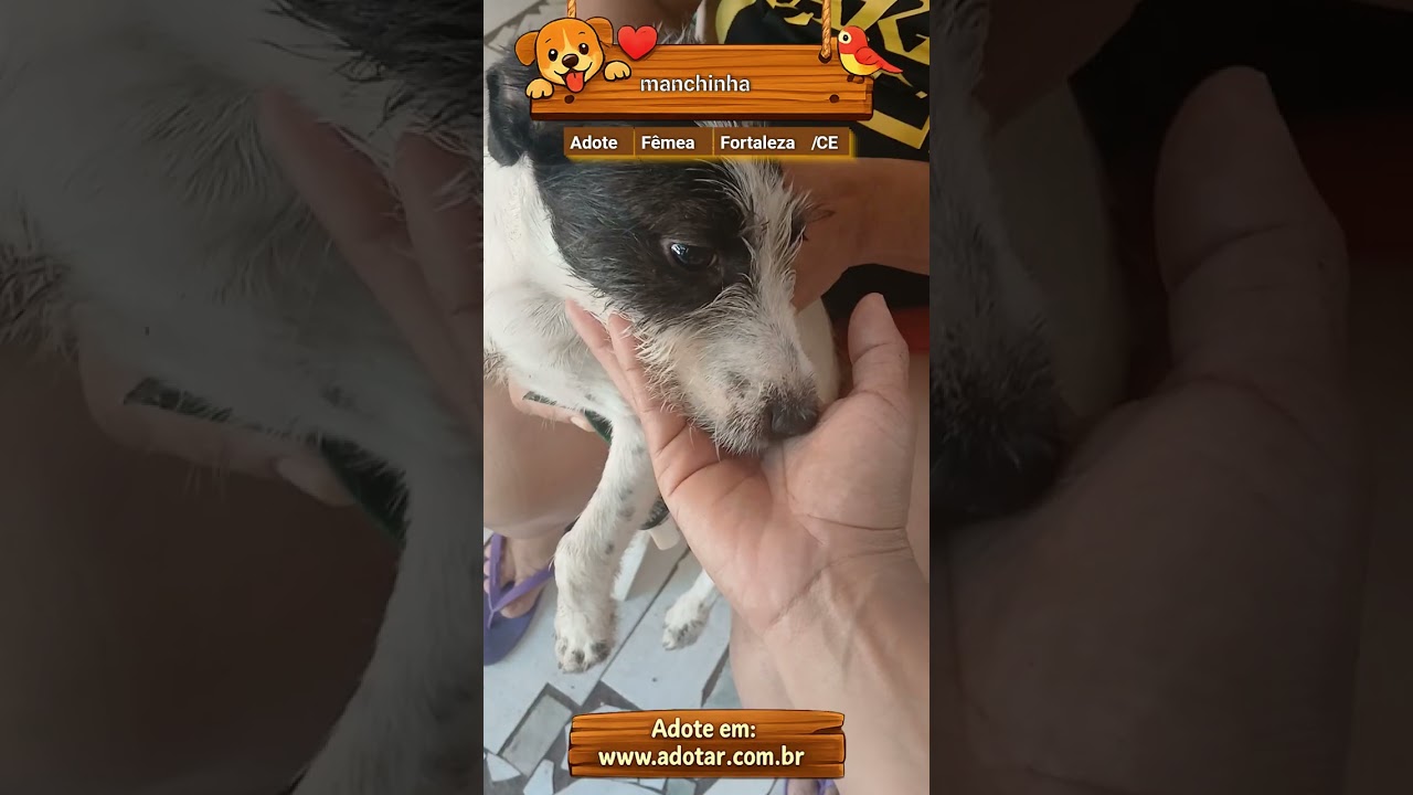 Cachorro raça SRD-ViraLata idade 2 a 6 meses nome manchinha 