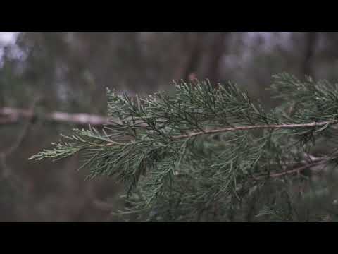 CONTAX G2 lens Carl Zeiss Vario Sonnar 35-70mm Fujifilm xt4 video test - Eterna Film Simulation