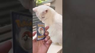It’s not lucario but still a cute card!!😸 #pokemon #pokemontcg #cat