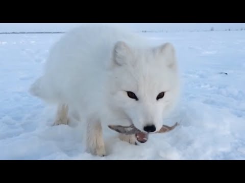 Baby Arctic Fox Steals Mans Fish