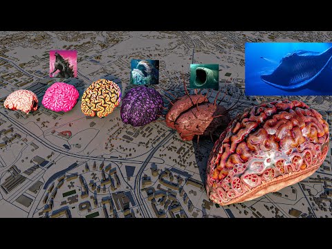 Monster Brain Size Comparison 🧠👾 | Smartest Monsters Ranked!