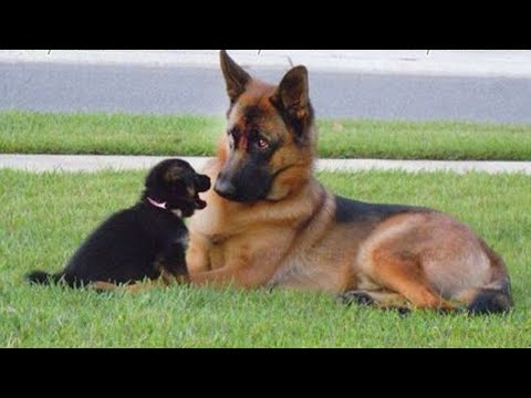 The Best Decision You’ll Ever Make for Your Dog 🐶🤣 Funniest DOGS Video