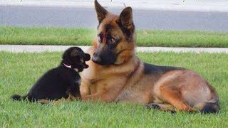 When Your Dog Realizes You Got Them a Friend 😱