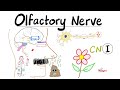 Neuroanatomy Olfactory Nerve Olfaction Anosmia Cranial Nerve I Lecture 1
