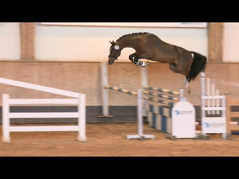 KN 14: Coupie x Konkorde