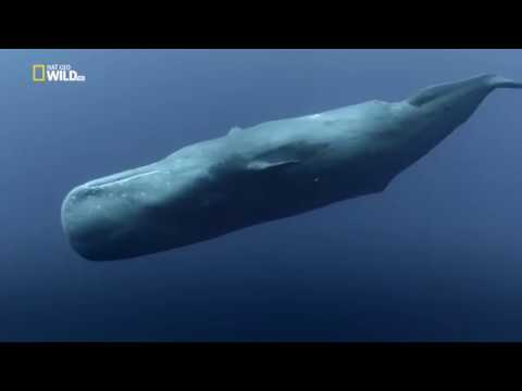 Глубоководные киты