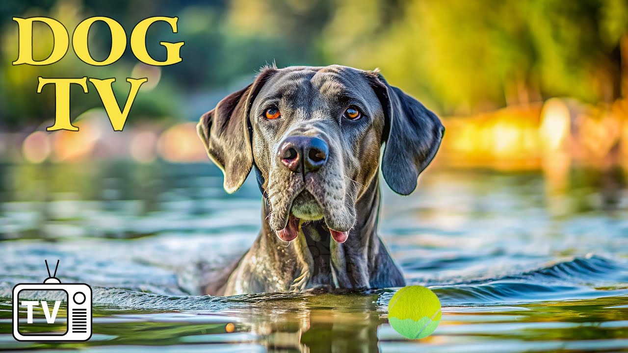 DOG TV: Videos for Dogs to Prevent Boredom - The Best Music to Keep Your dog Happy When Home Alone