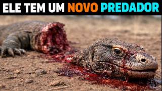 🚨 AGORA: Quem está PARTINDO DRAGÕES-DE-KOMODO ao meio na Indonésia