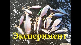 Ловля плотвы на озерах по первому льду