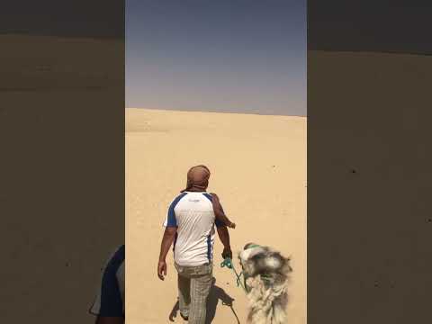 Camel ride in Ong Jmal in Tunisia in Sahara #travel #tunisia #sahara #shorts
