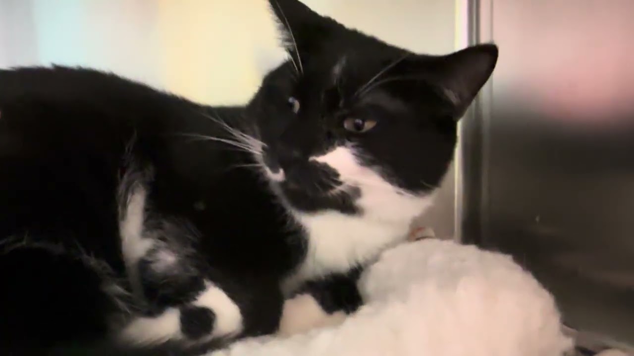 Mowgli & Finn- Bonded Brothers Looking for a Hero, a ADOPTABLE Domestic Short Hair in Clifton, NJ video 4/6
