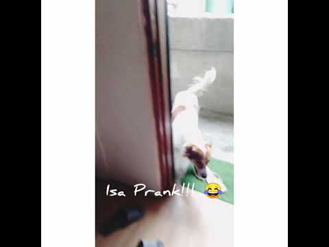 Pano mang utos ng Amo? Dog Like a Boss