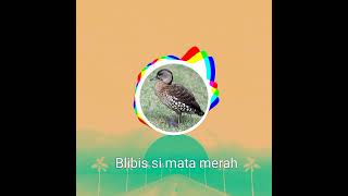 Download lagu Suara Belibis batu mp3