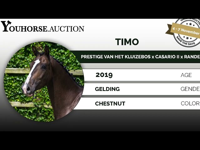 Timo under the saddle