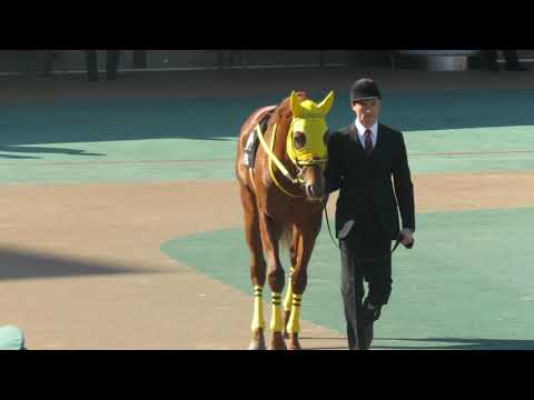 【オーヴァルエース】パドック｜ヒヤシンスステークス’2019｜東京競馬場