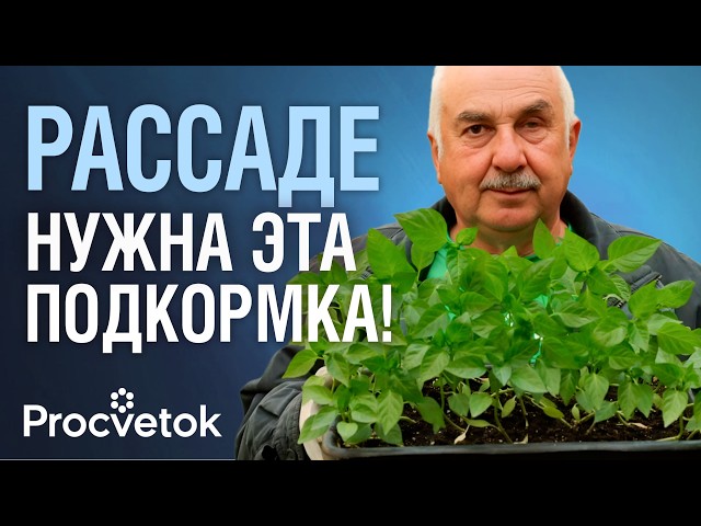ПЕРВАЯ ПОДКОРМКА РАССАДЫ, от которой зависит будущий урожай!