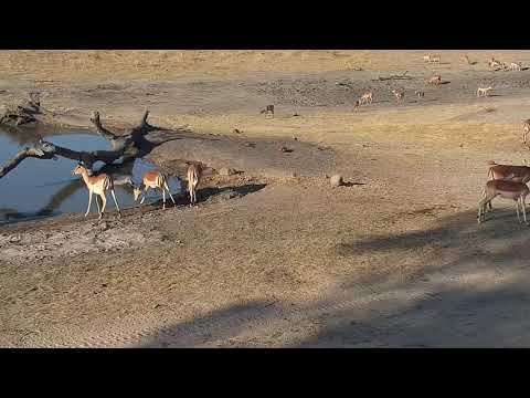 Djuma: Impalas - 16:21 - 10/05/19