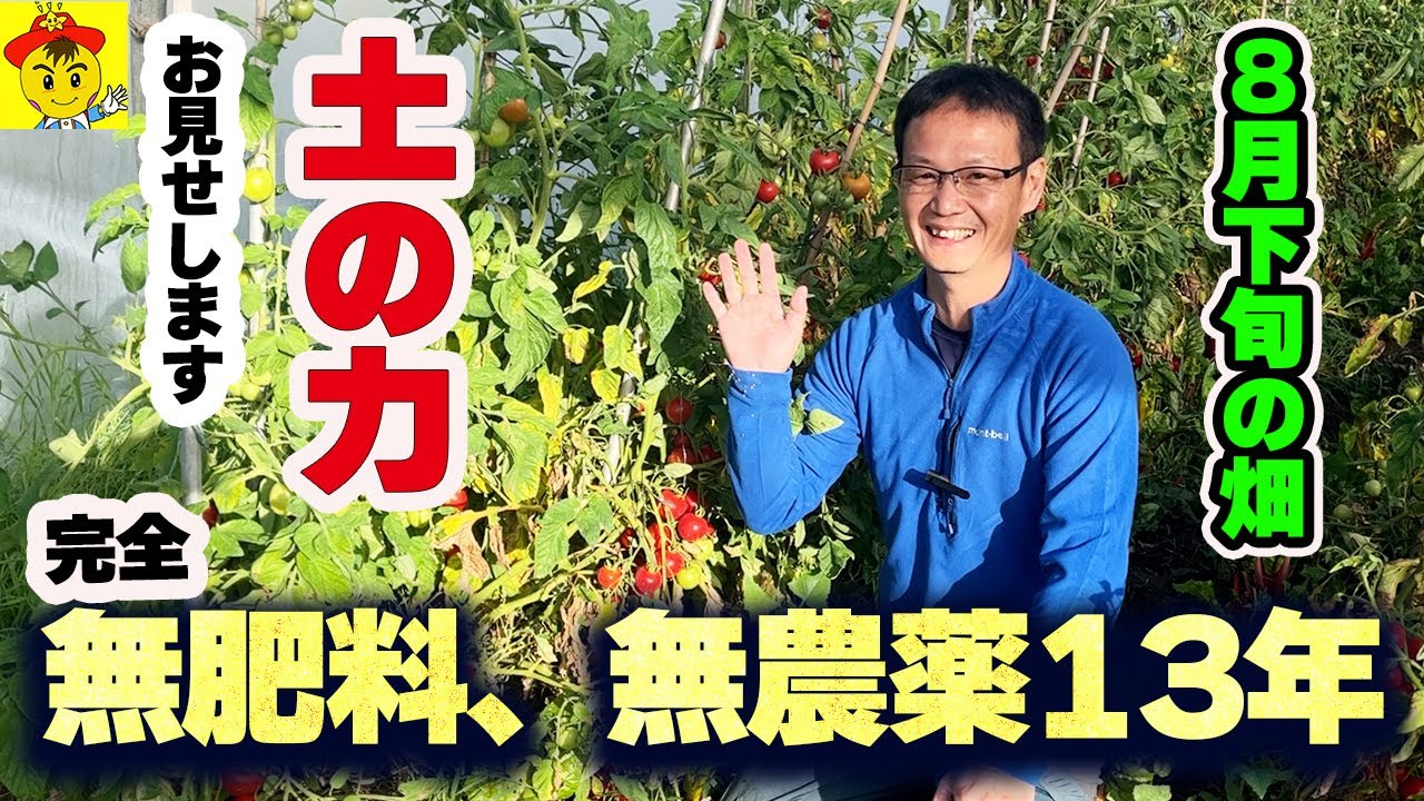 【自然栽培】猛暑と干ばつを乗り越える野菜たち|ケールの病気回復と土の力
