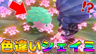 激レア！色違いシェイミが超かわいい！【ポケモンBDSP】