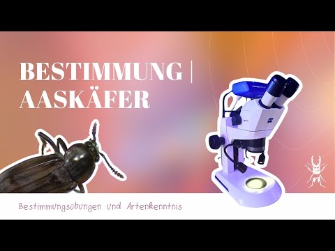 Aaskäfer (Silphidae) | Bestimmungsübung 🔬