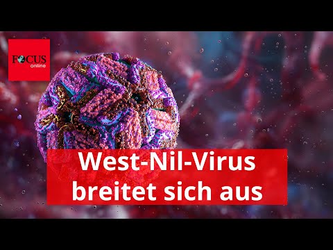 Mehrere Todesfälle durch Tropenvirus in Italien – was Sie über die Krankheit wissen müssen
