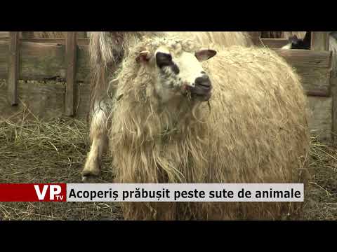 Acoperiș prăbușit peste sute de animale