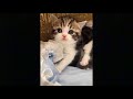 Videos Of Cats And Dogs Are The Cutest Animals