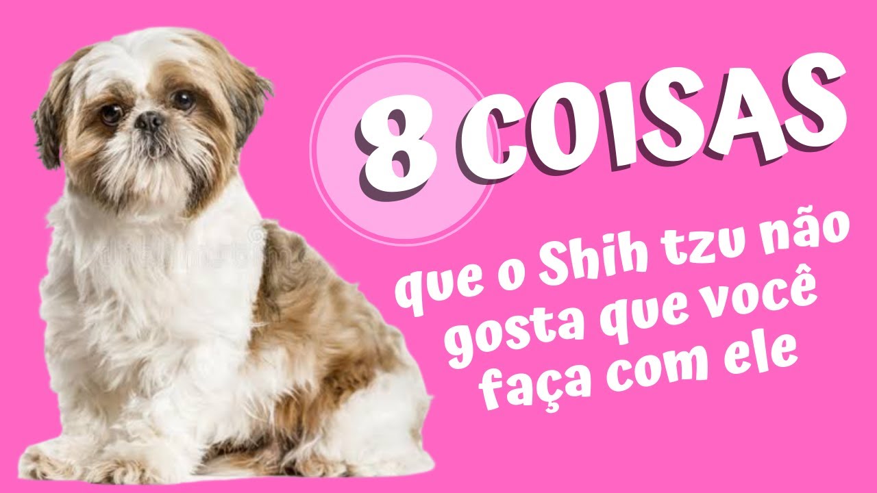 8 COISAS QUE O SHIH TZU NÃO GOSTA QUE VOCÊ FAÇA | Você vai se surpreender