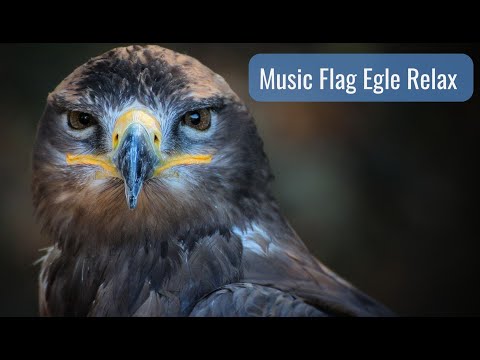 Flag Eagle ✨ Music Relax