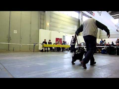 Berlin CACIB 2011 Jugendklasse Rüden