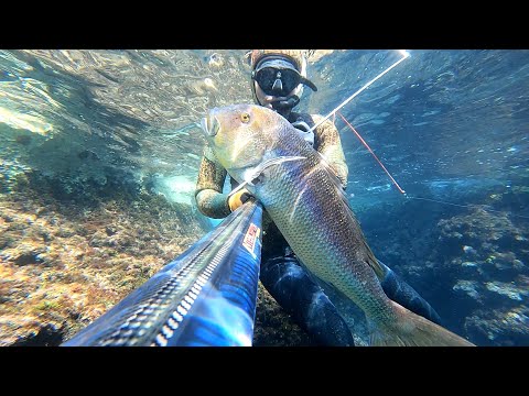 Pescasub/Spearfishing adventures in Dubrovnik 2023&2024