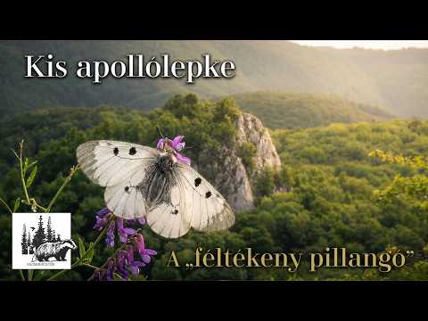 Kis apollólepke