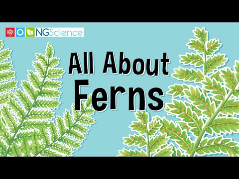 All About Ferns