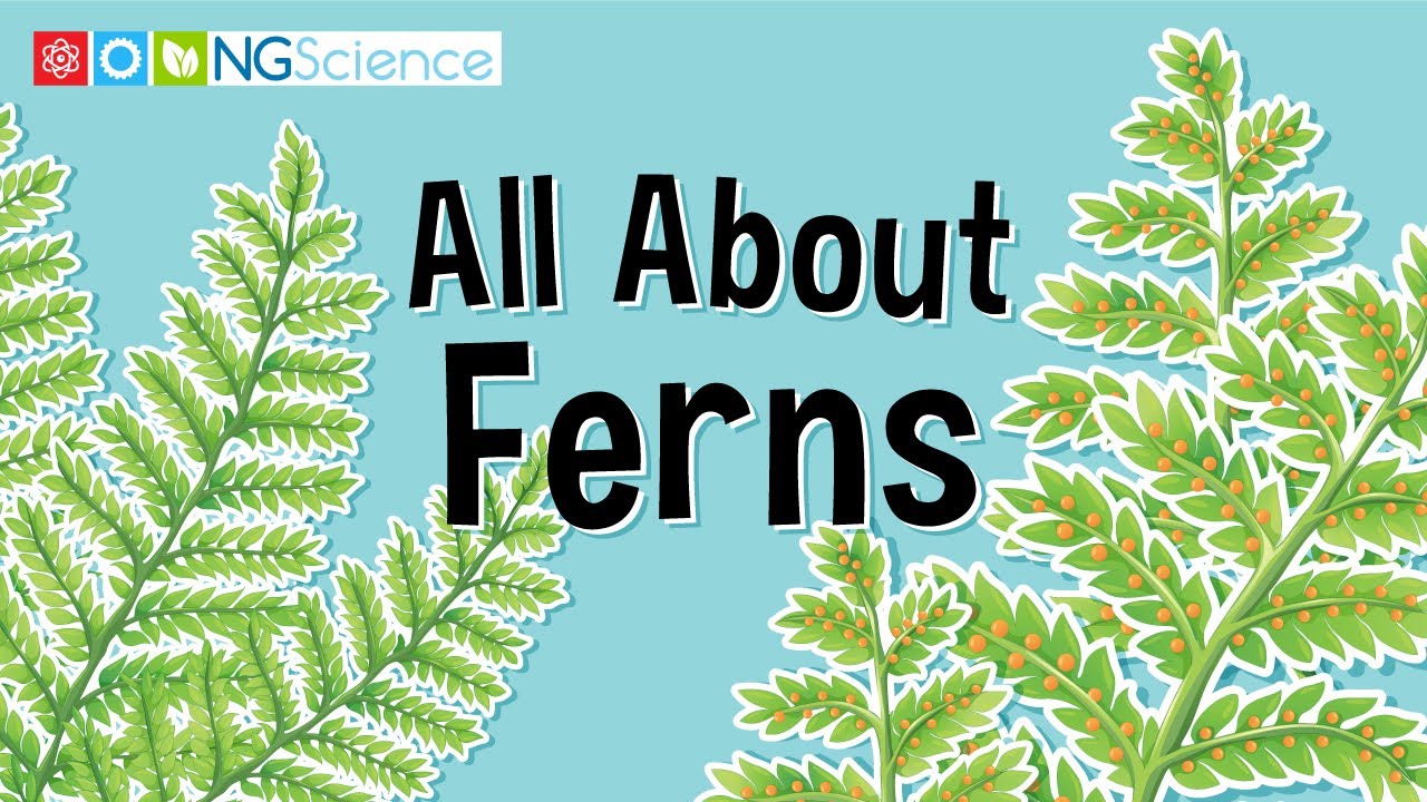 How do I identify a fern plant? Ask Archive